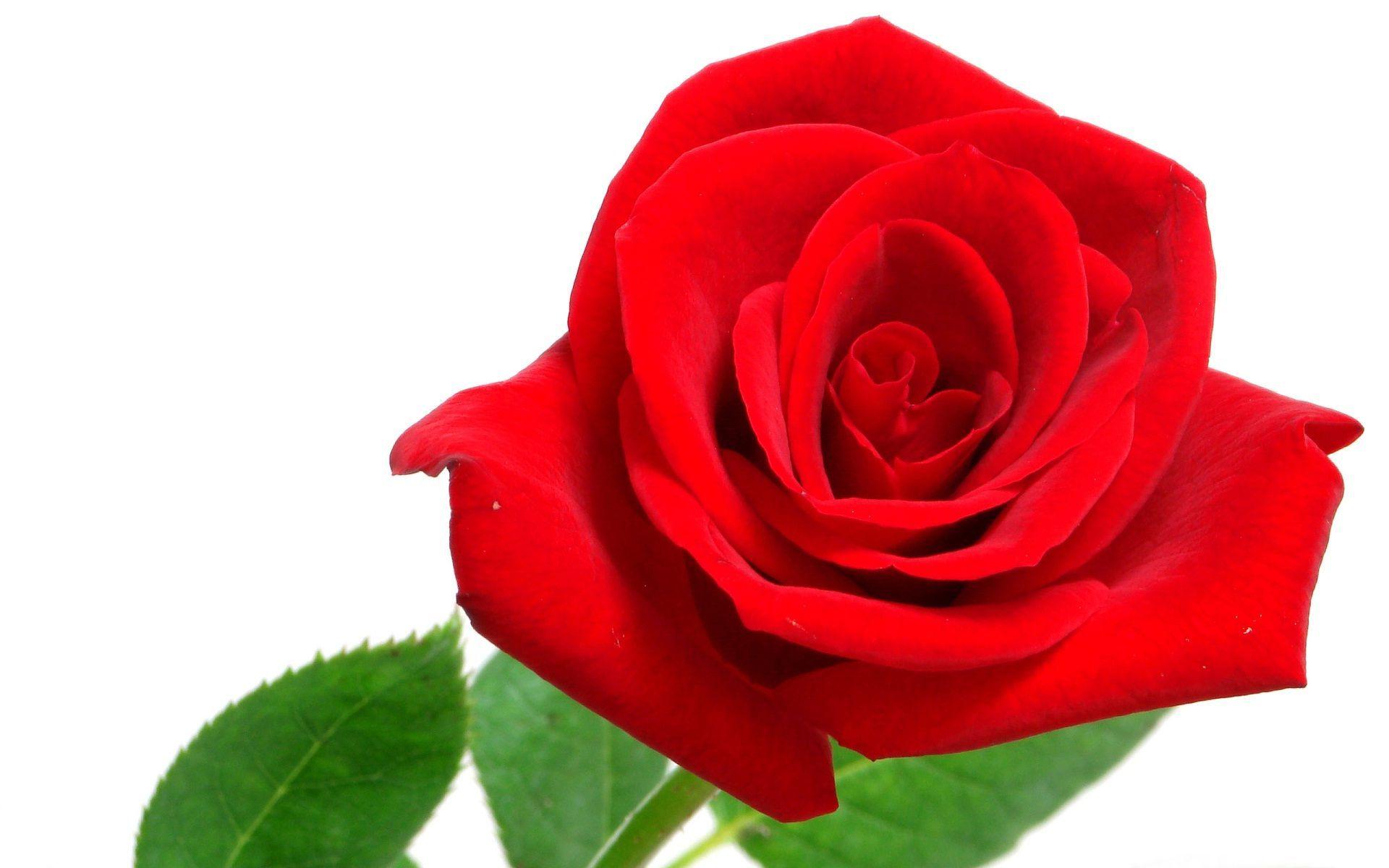 Red Flower White Background HD Cool 7 HD Wallpaper