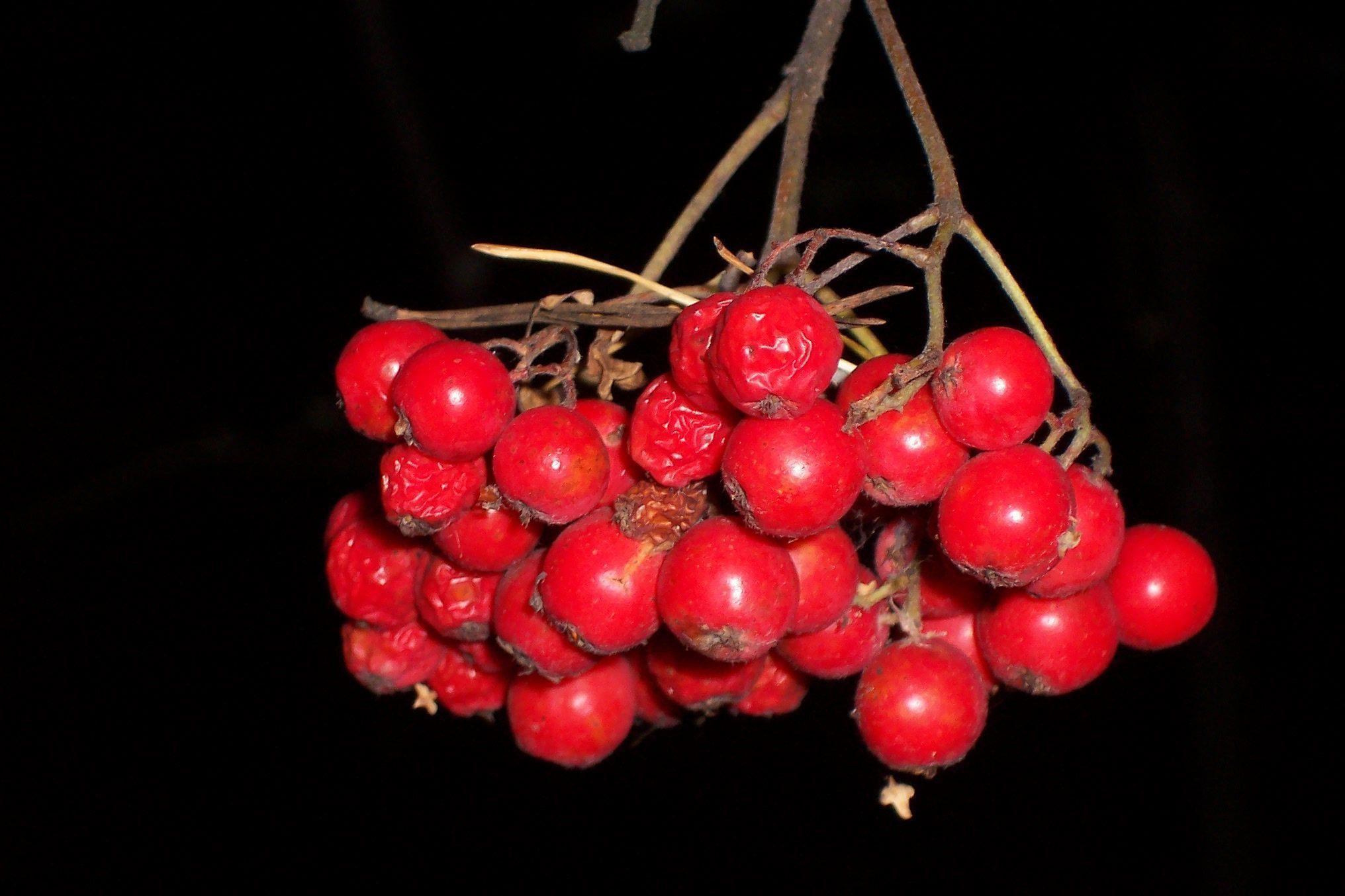 Berries of rowan on black