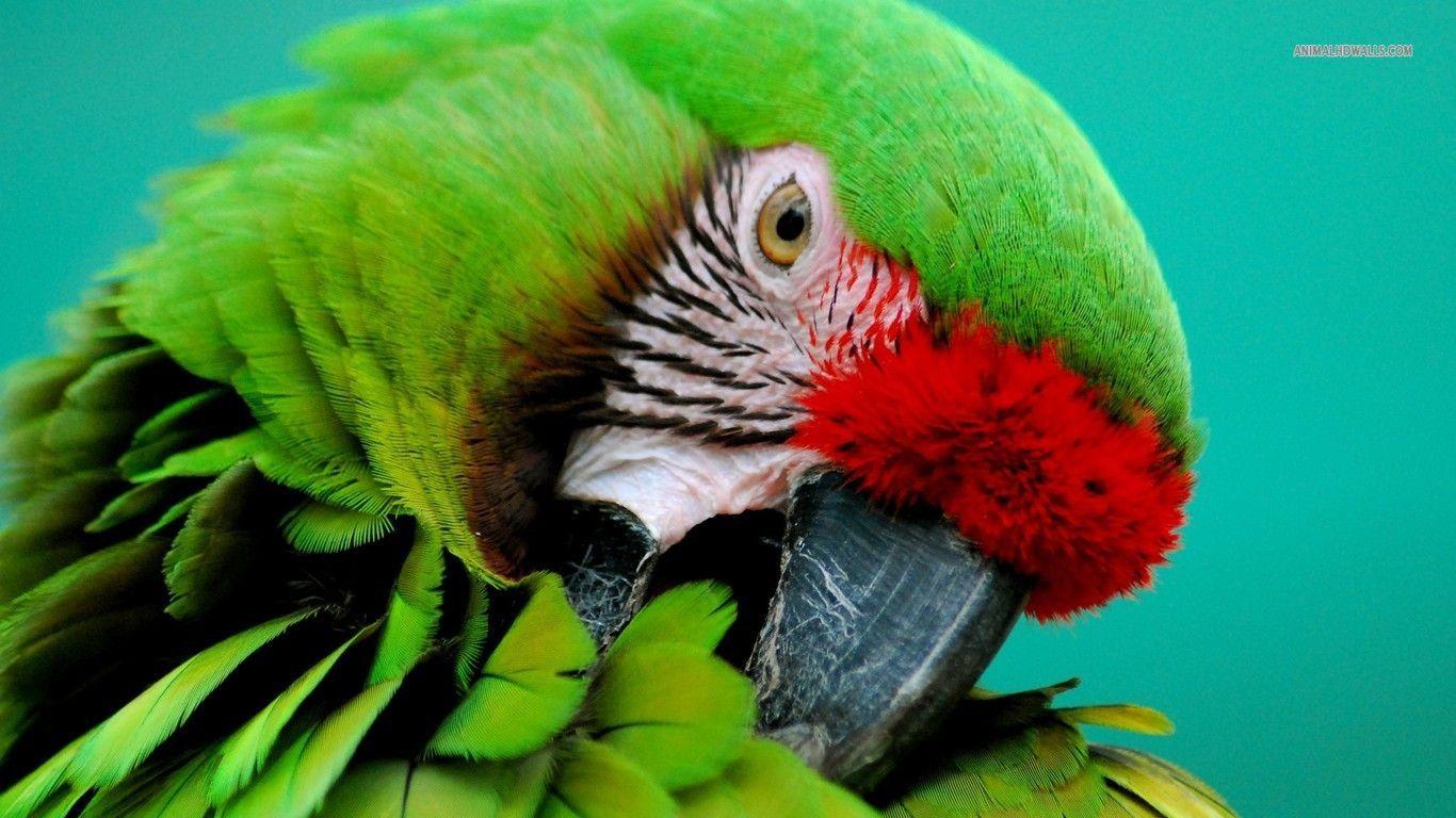 Great Green Macaw wallpaper #