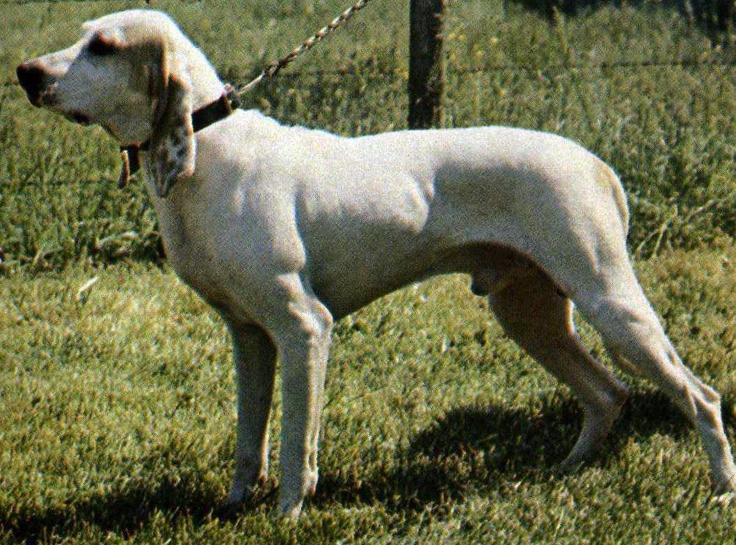 Free wallpaper Ariegeois French pack hunting dog