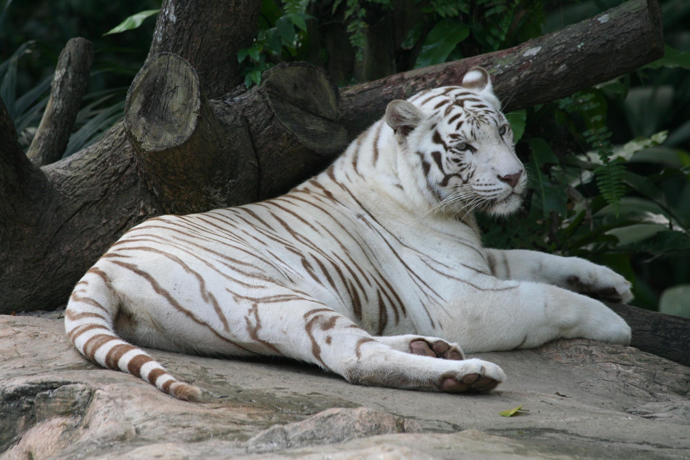 White Tiger Computer Wallpapers, Desktop Backgrounds 2400x1600 Id