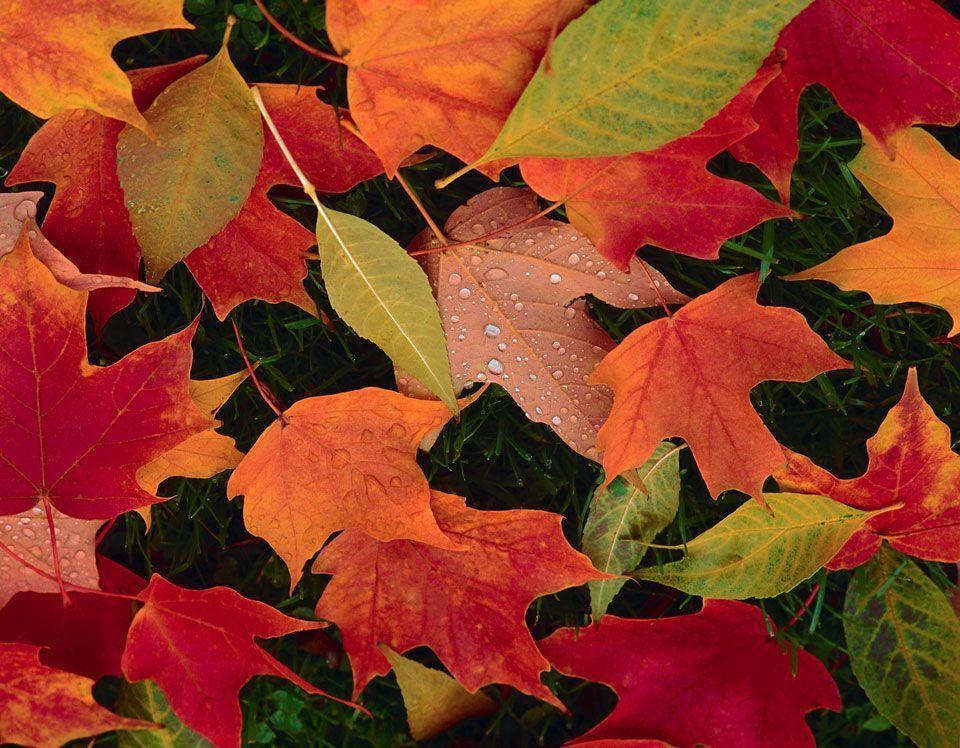 Fall Wallpaper Background 25 Cool HD Background And Wallpaper