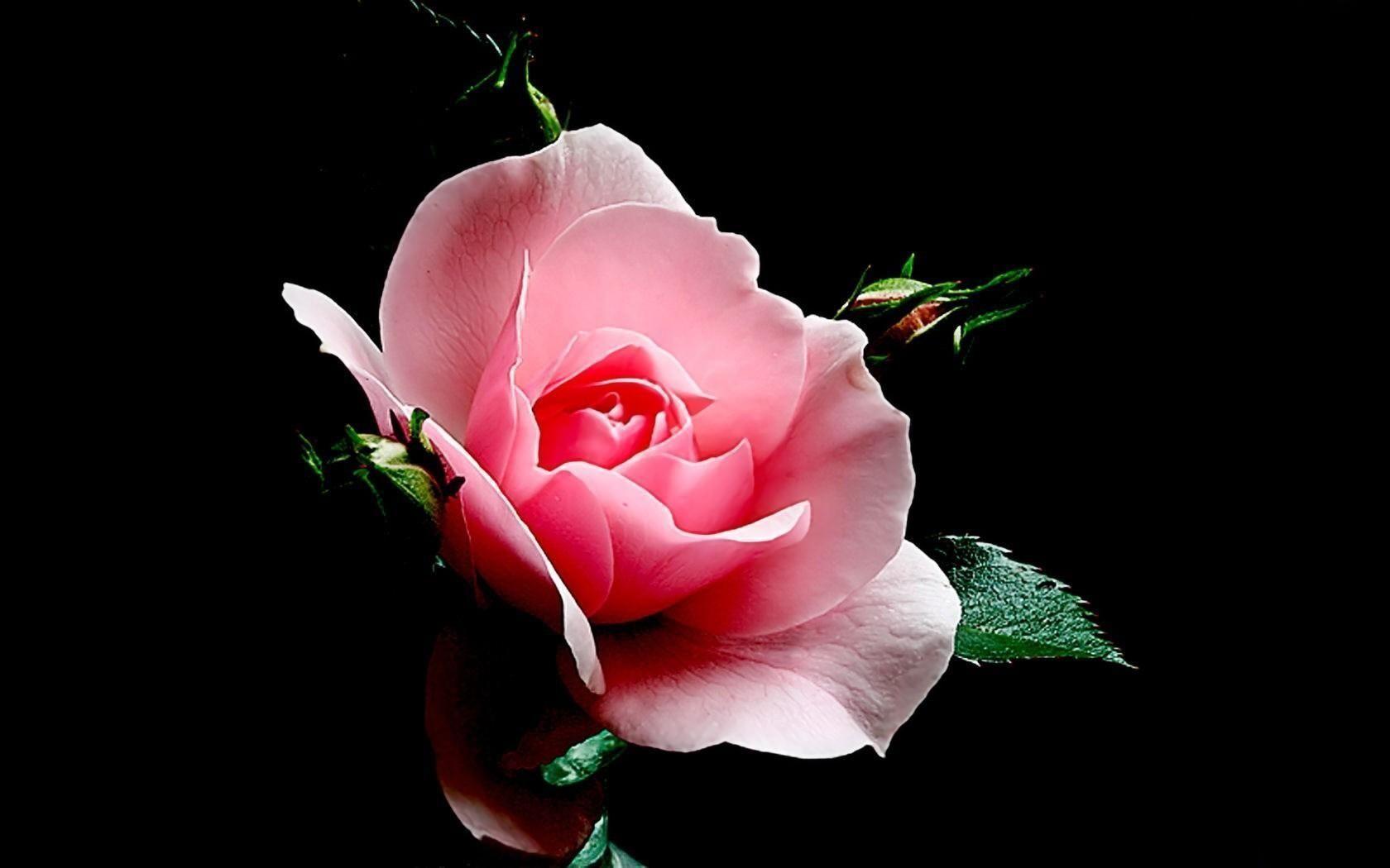 image For > Pink Rose Black Background