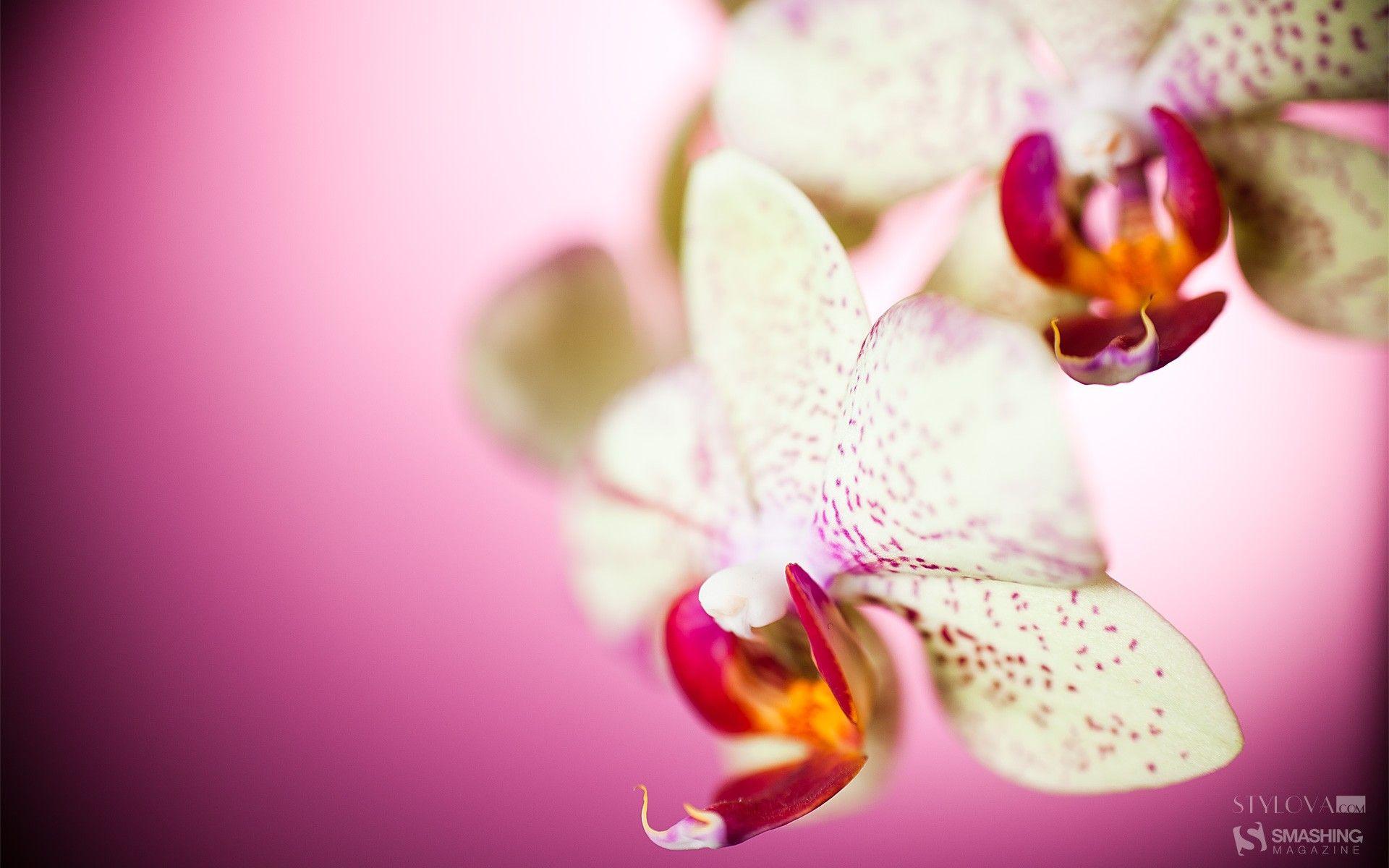 Flower Desktop Background wallpaper