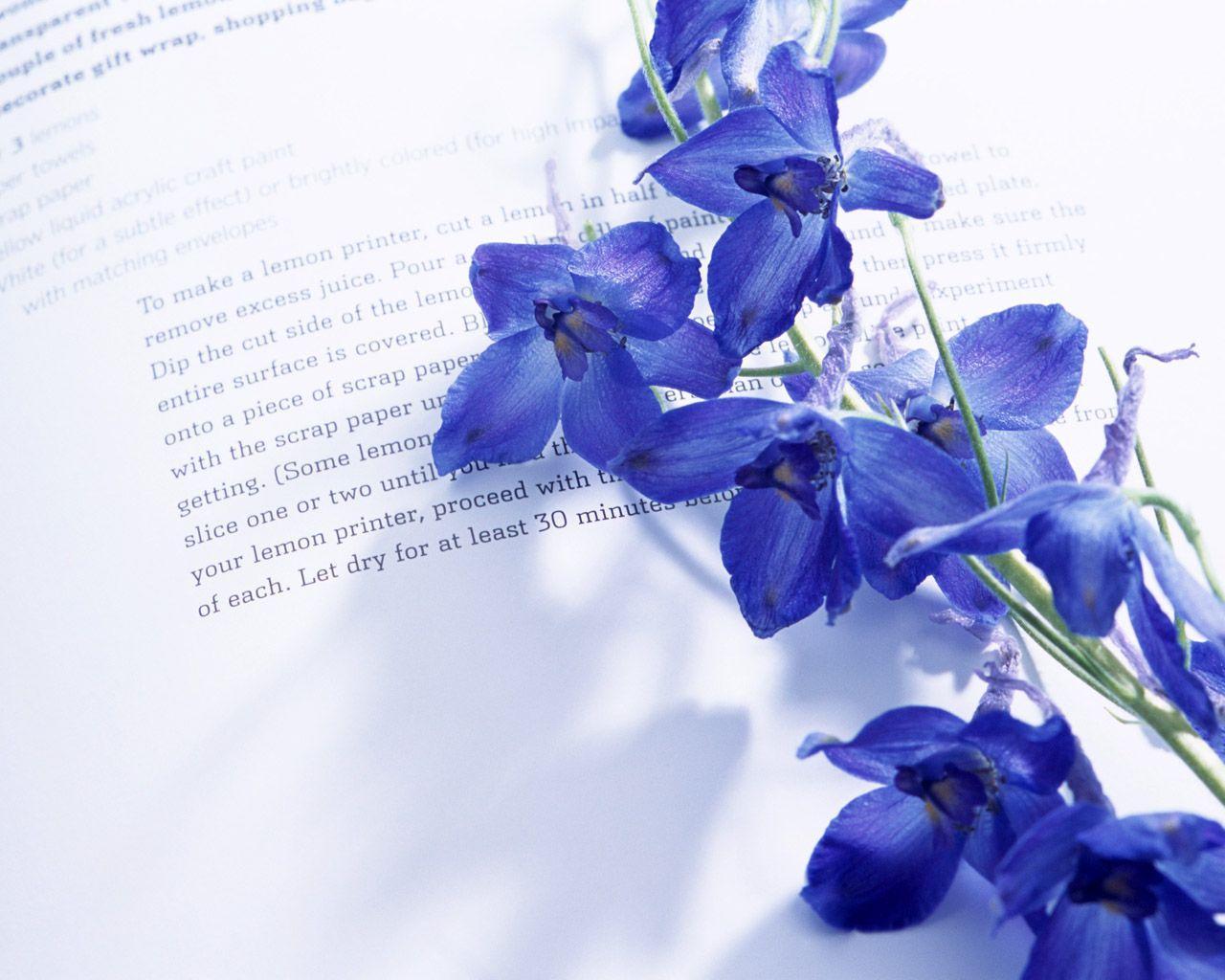 Purple Orchid On Book Wallpaper Wallpaper 15447