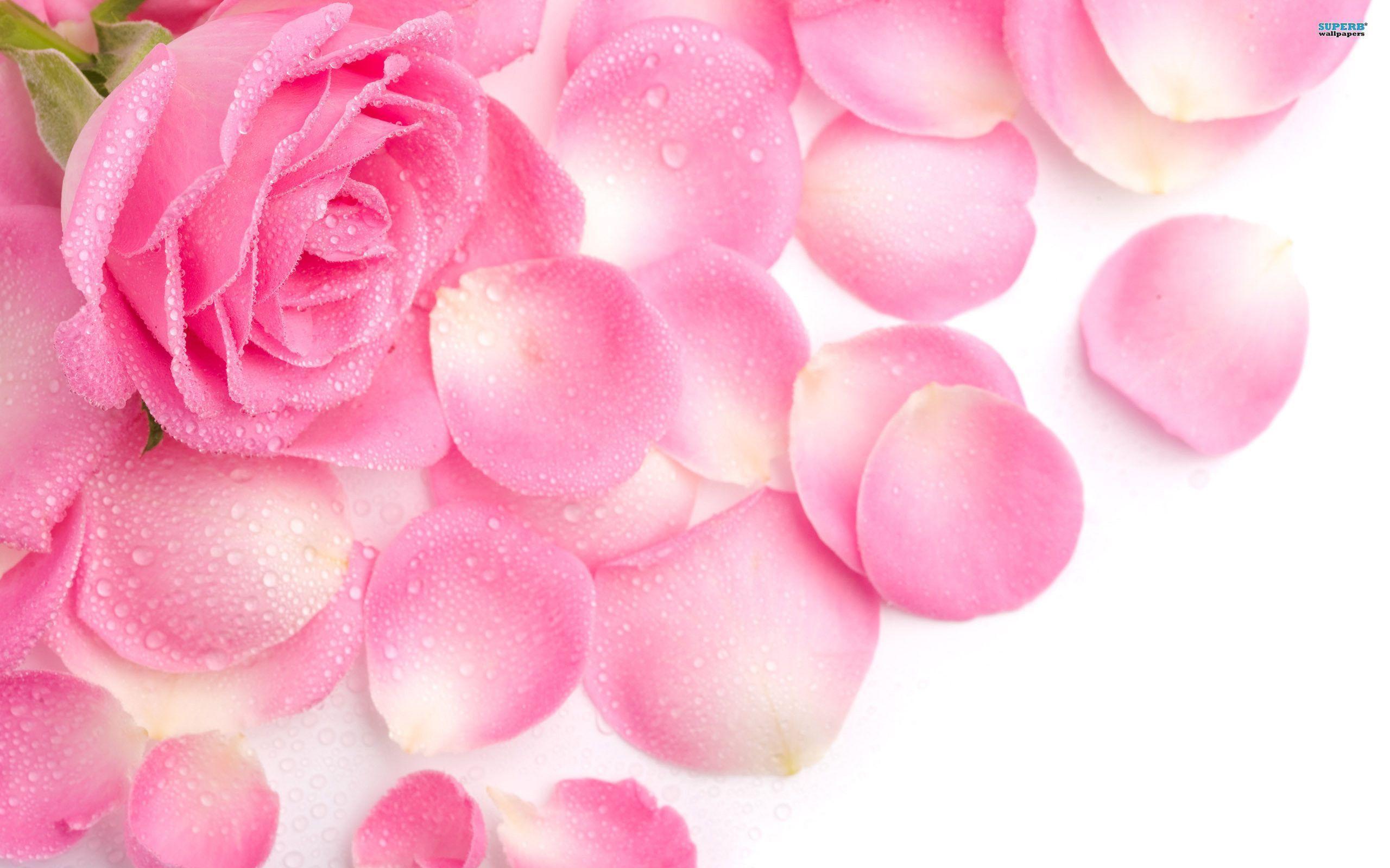 Rose Flower Pics For Free Download, HQ Background. HD wallpaper