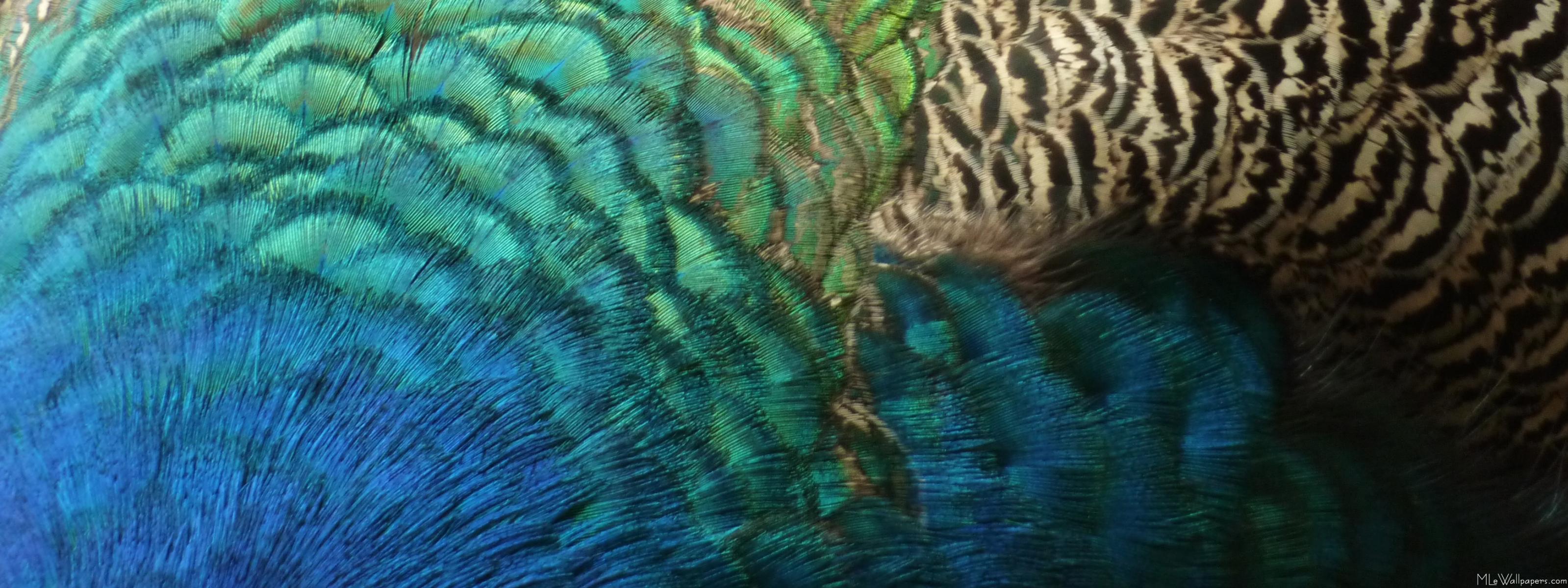 Abstract Peacock Background