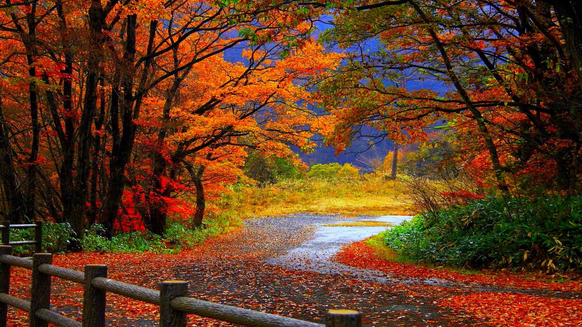 Hd Fall Background, Nature Best Fall Wallpaper Xpx Background