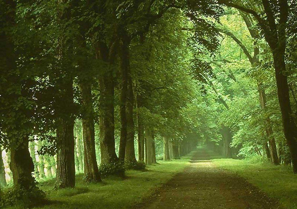 green nature wallpaper HD for desktop free download