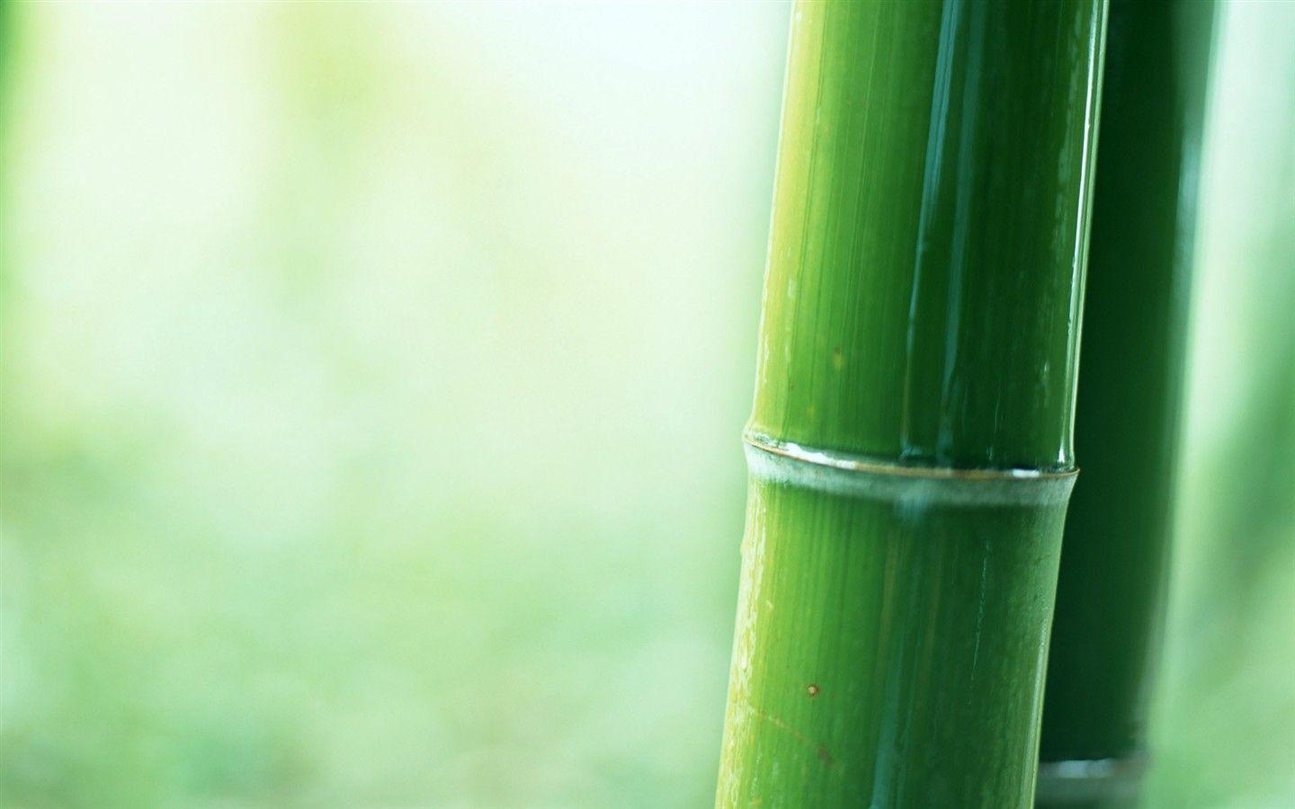 Green bamboo wallpaper Wallpaper Download