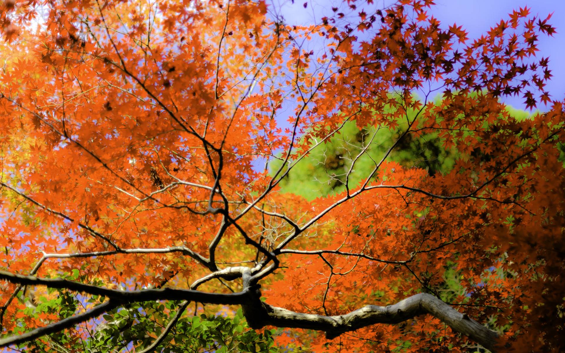 Jeffrey Friedl&;s Blog Kyoto Fall Color Preview With Impact