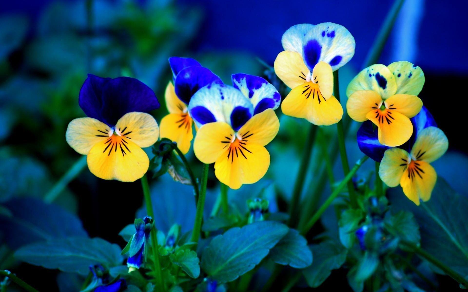 Blue Yellow Spring Flowers Wallpaper Desktop Free Download