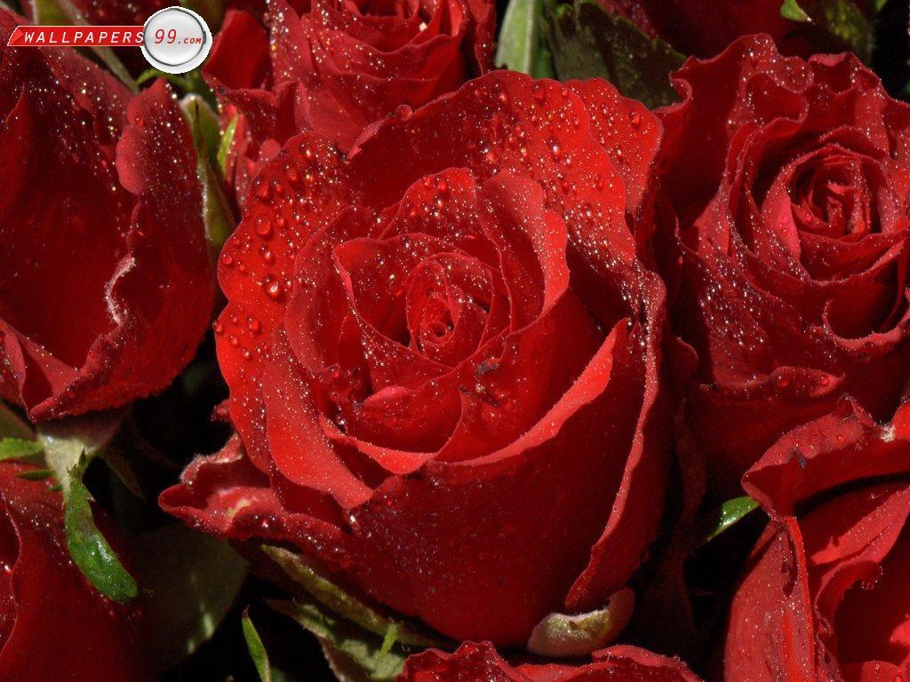 Free Wallpaper Red Roses