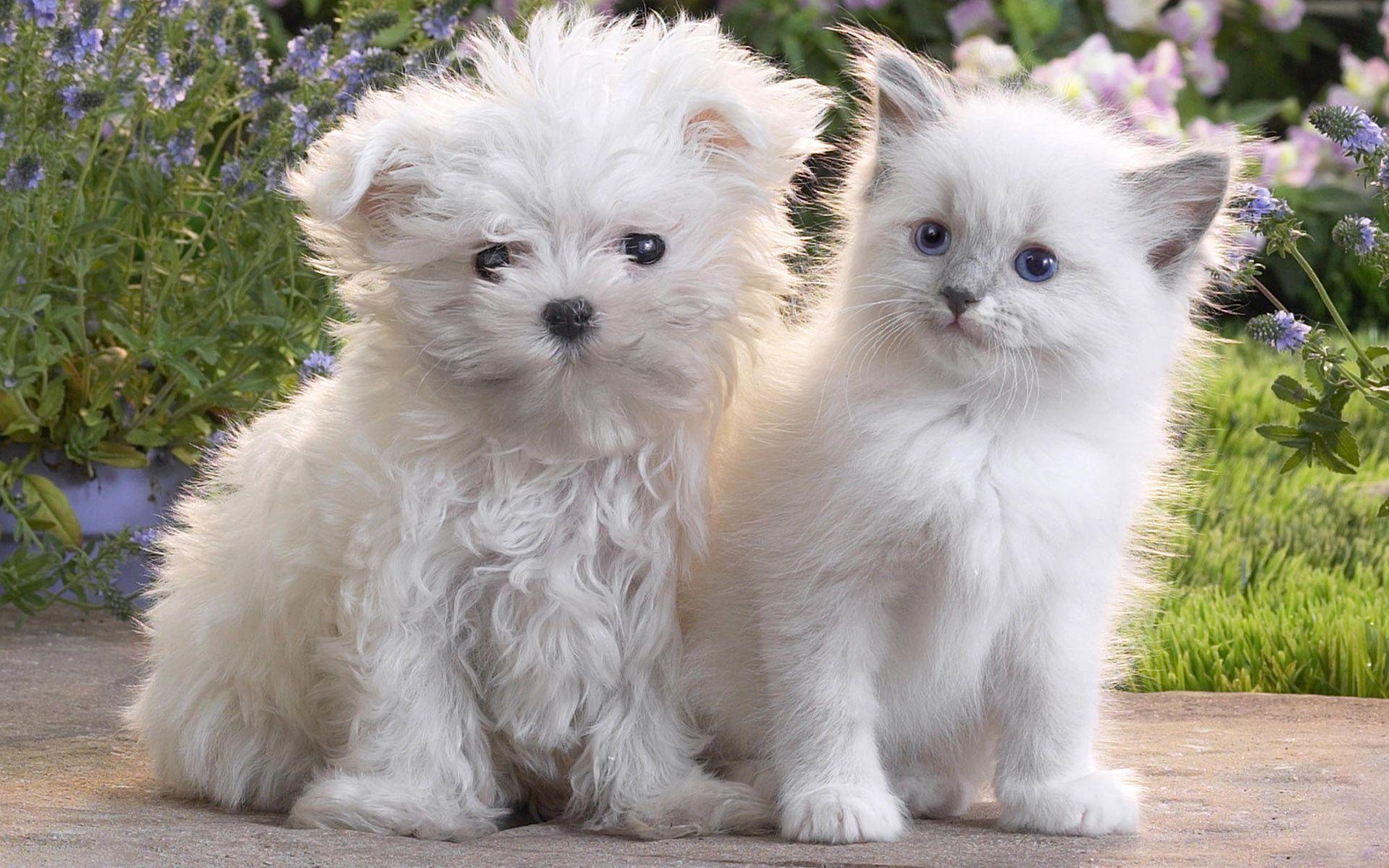 Animals Wallpaper