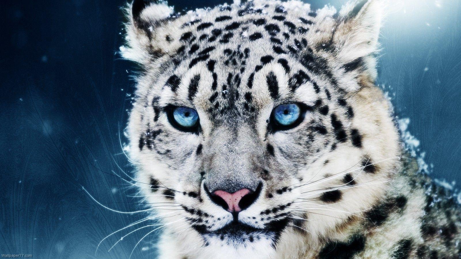 White Leopard HD Wallpaper Wallpaper Inn