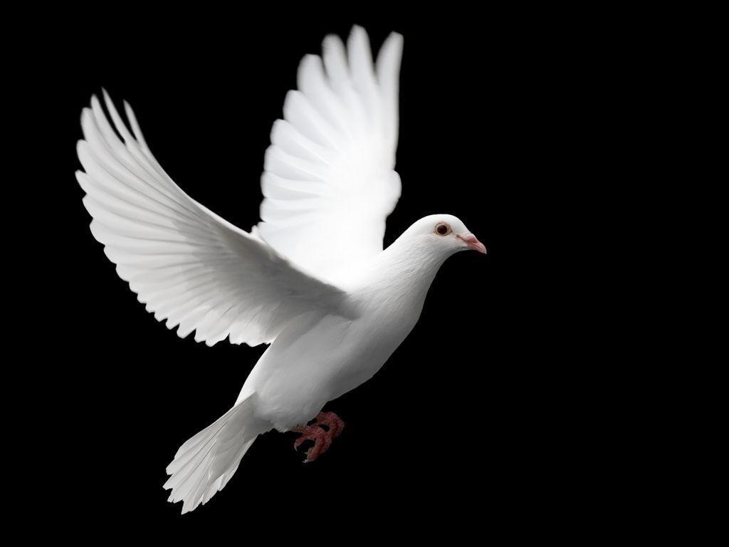 White Dove Wallpaper Animal