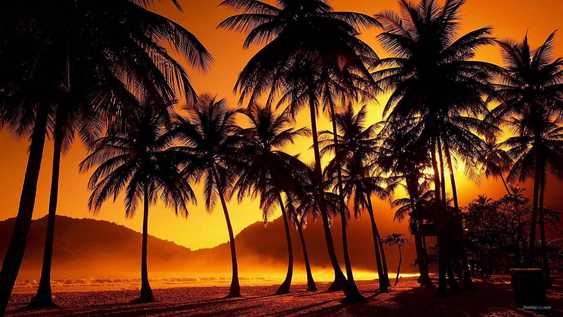 Sea Sunset Palm Tree Guam Related HD Wallpaper & Background sun
