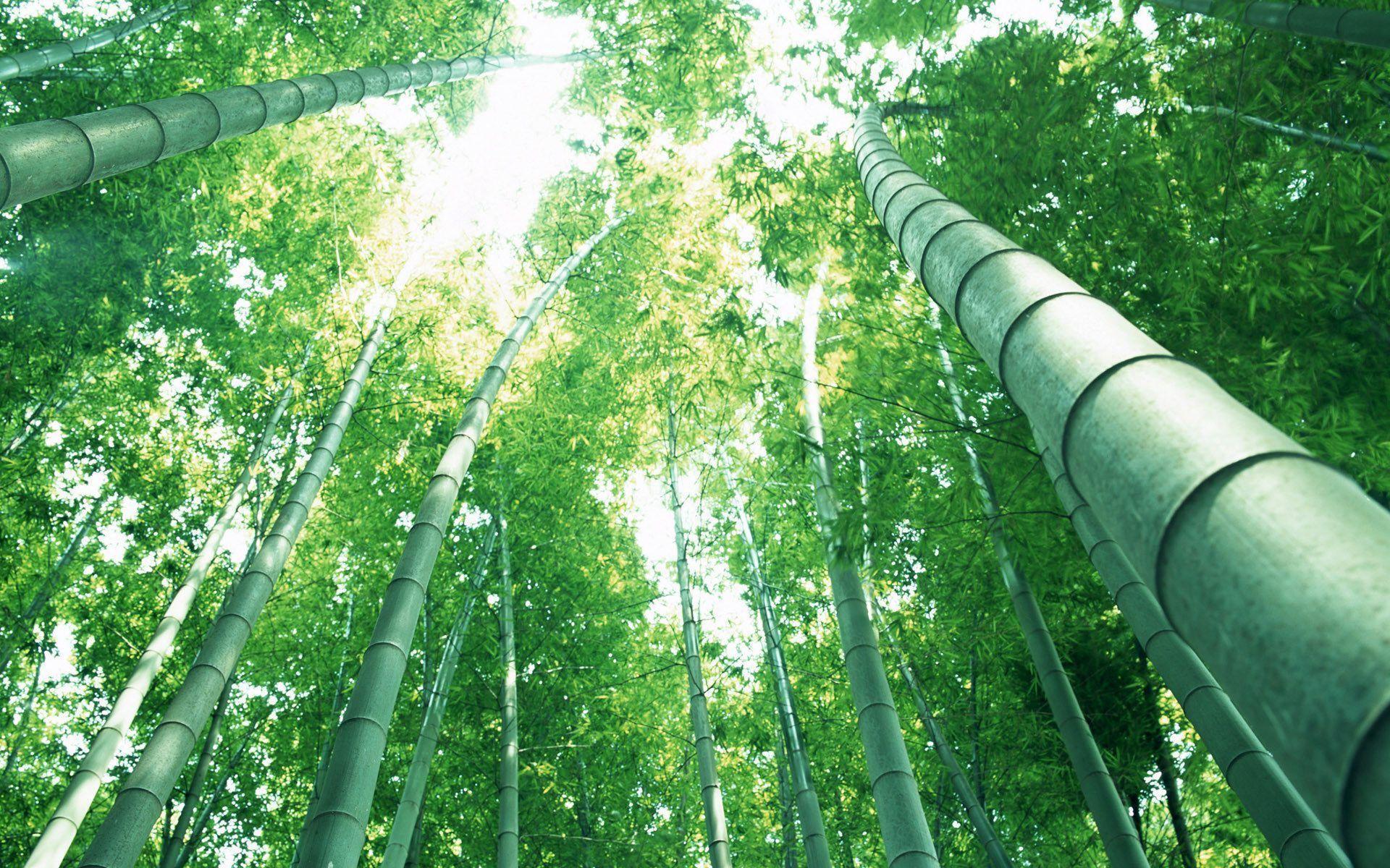 Green bamboo wallpaper Wallpaper Wallpaper 85323