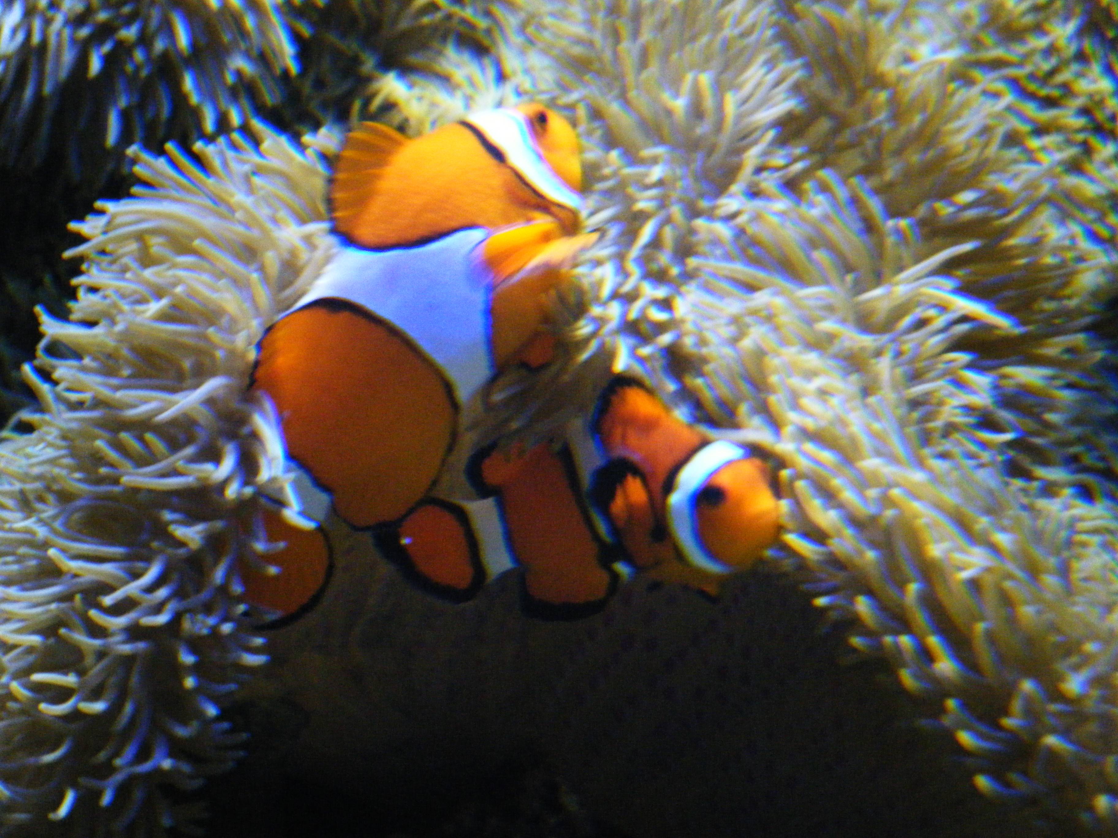 Background Picture For iPhone Clown Fish. Fish, Fish