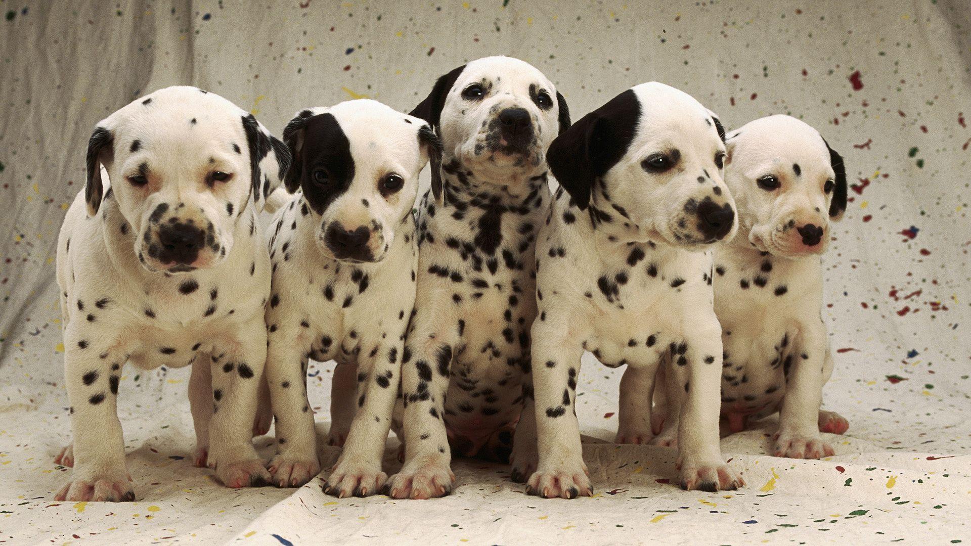 Dalmatian Wallpapers - Wallpaper Cave