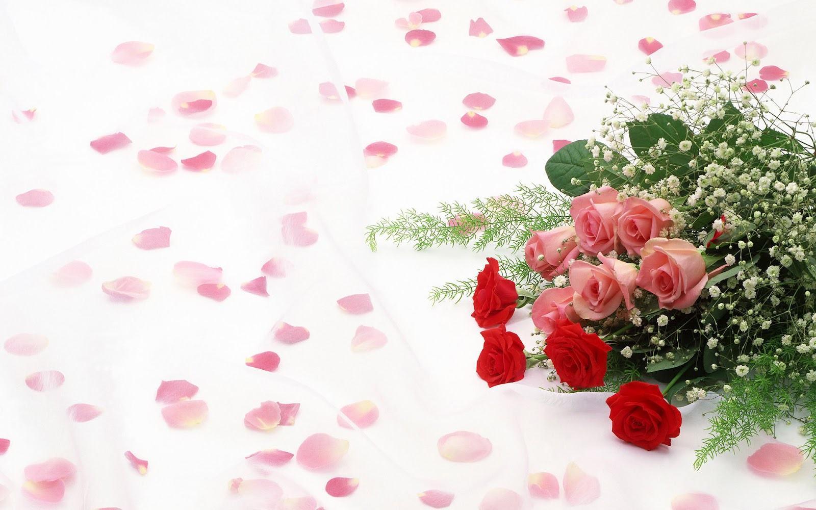 White background bouquet pink red roses flowers HD Wallpaper & B