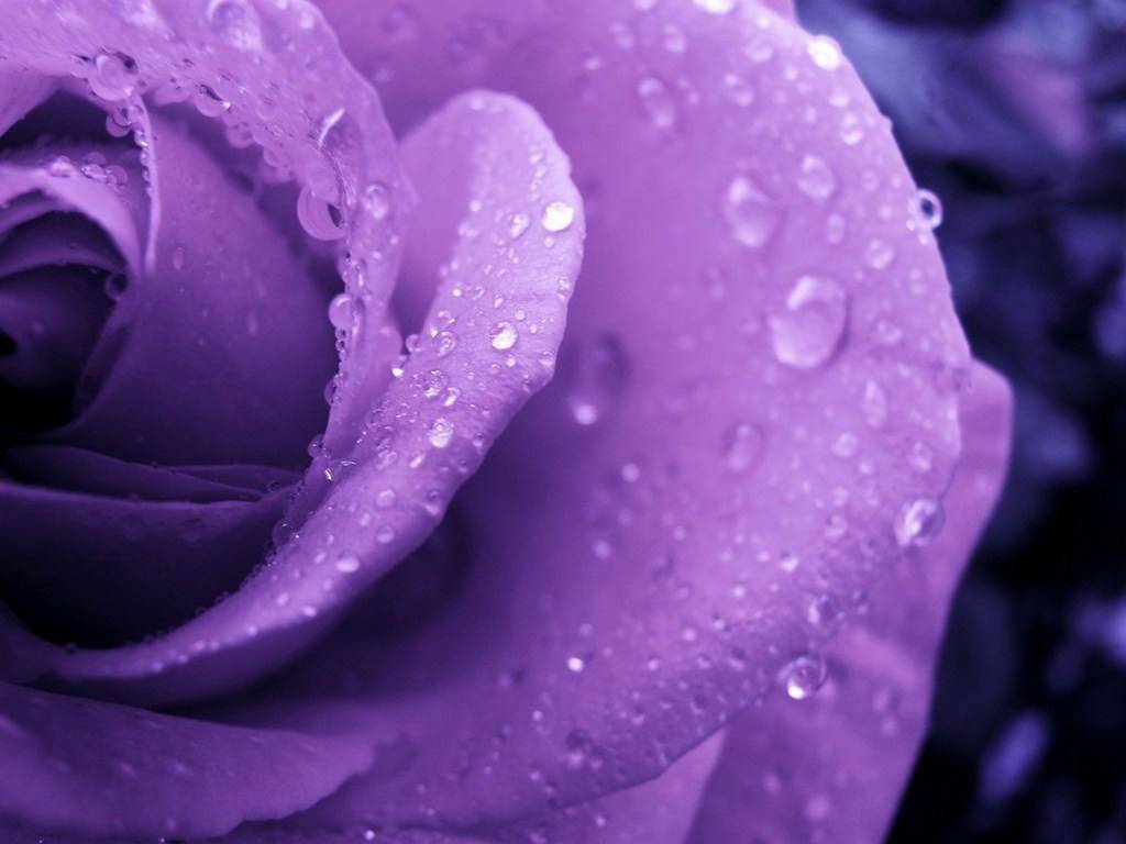 Purple Rose Wallpaper. HD Wallpaper Image
