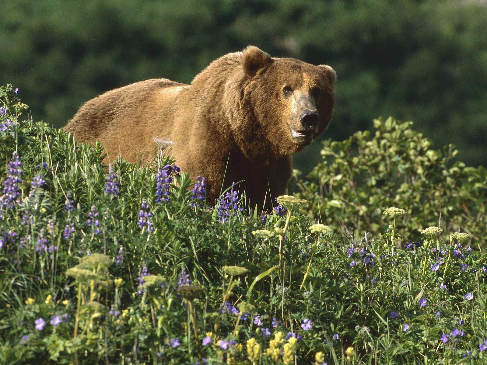 Grizzly Bear Wallpapers - Wallpaper Cave