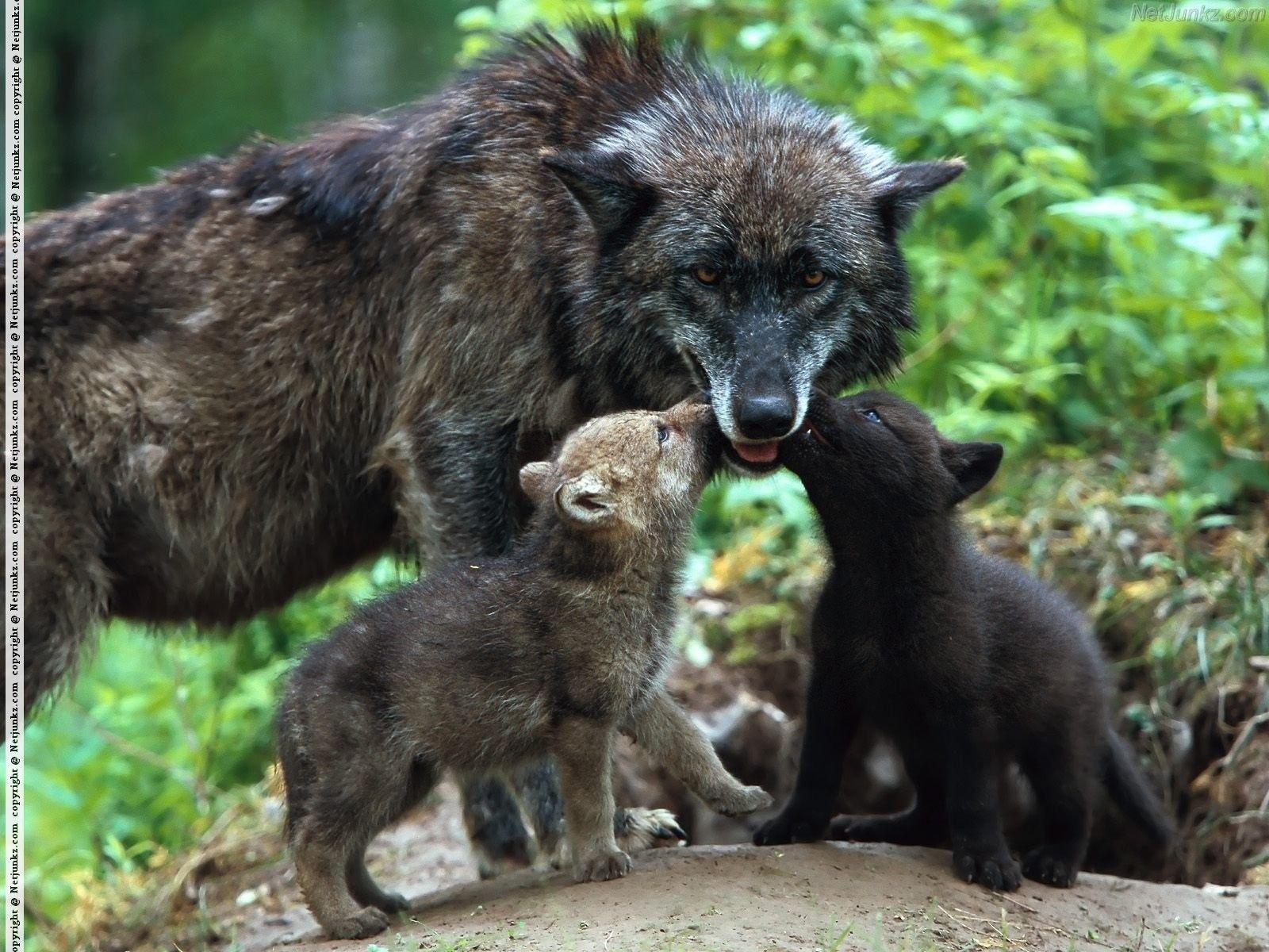 Timber Wolves With Cubs Forrest Animals wallpaper #