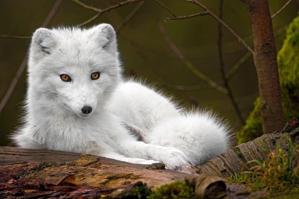 Animals For > Baby White Wolf