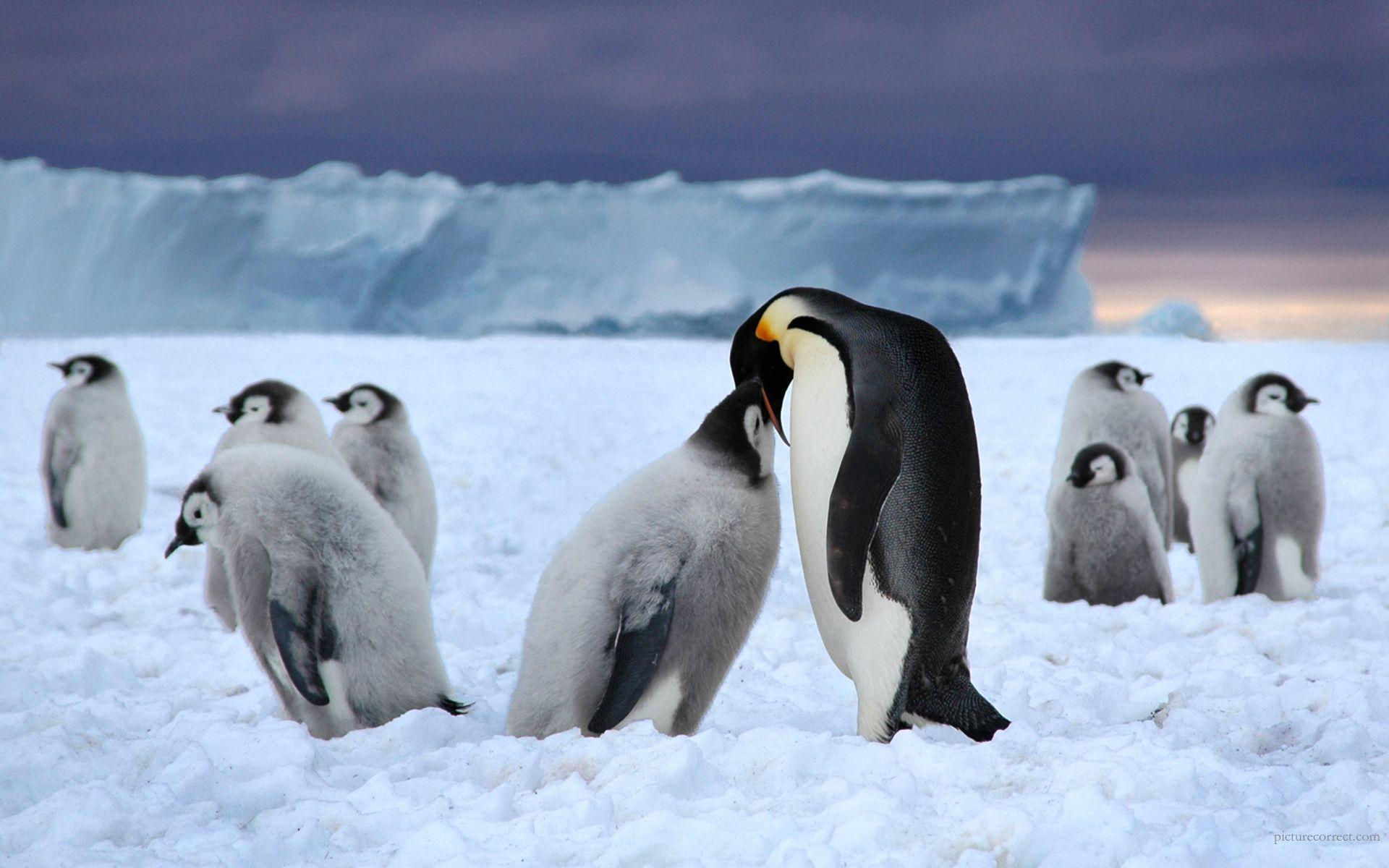 image For > Cute Winter Penguin Wallpaper