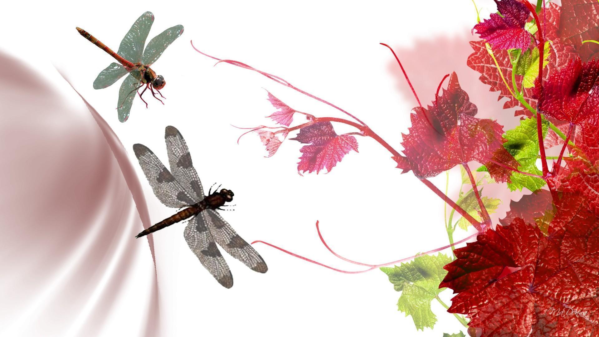 Dragonfly HD Desktop Wallpaper for Widescreen, High Definition