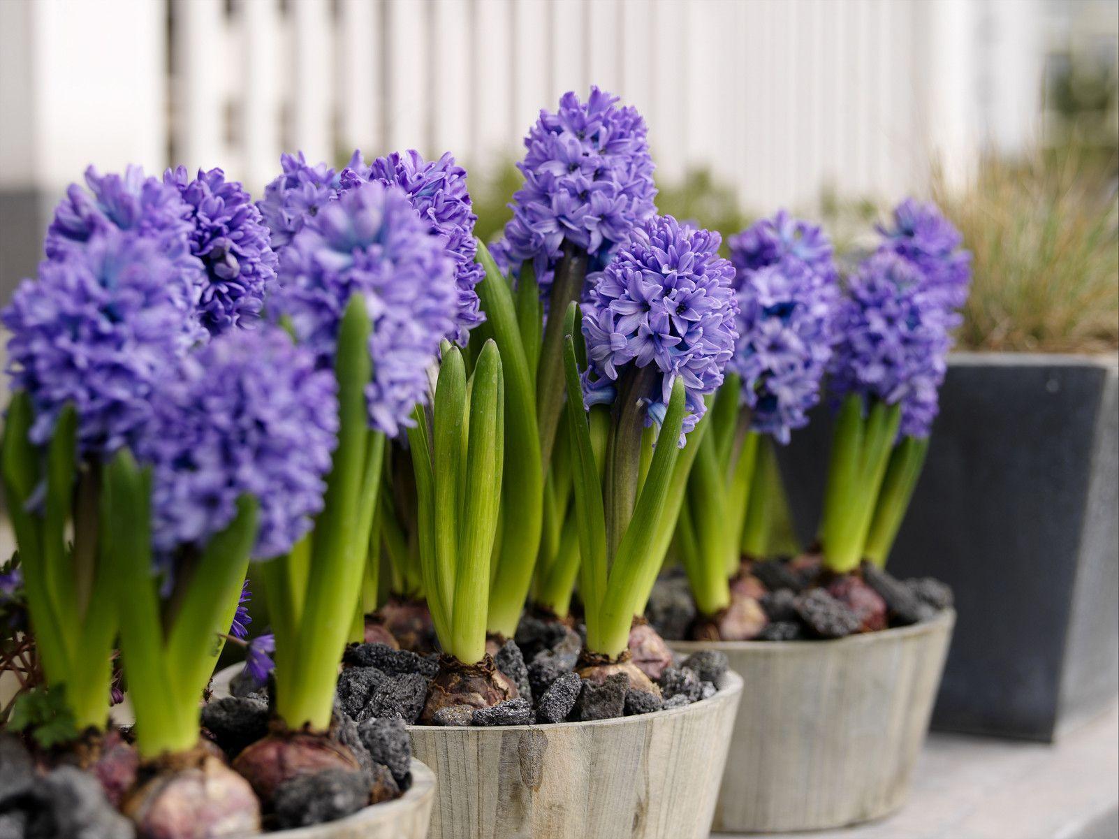Hyacinth flowers at home wallpaper and image