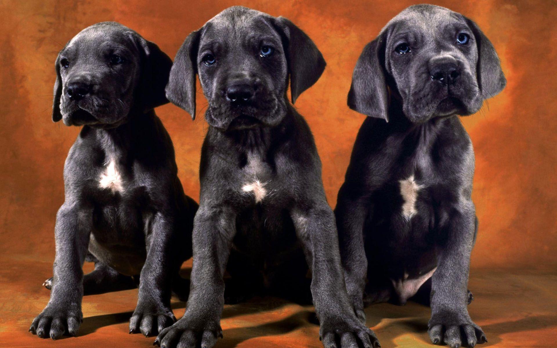 Black Labrador Puppy wallpaper