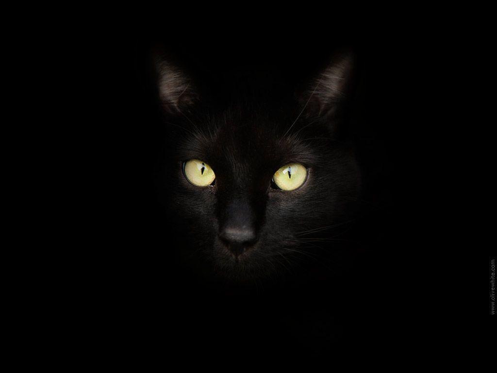 Sirius the Black Cat 1. Free Wallpaper. Olive White Photographs Shop