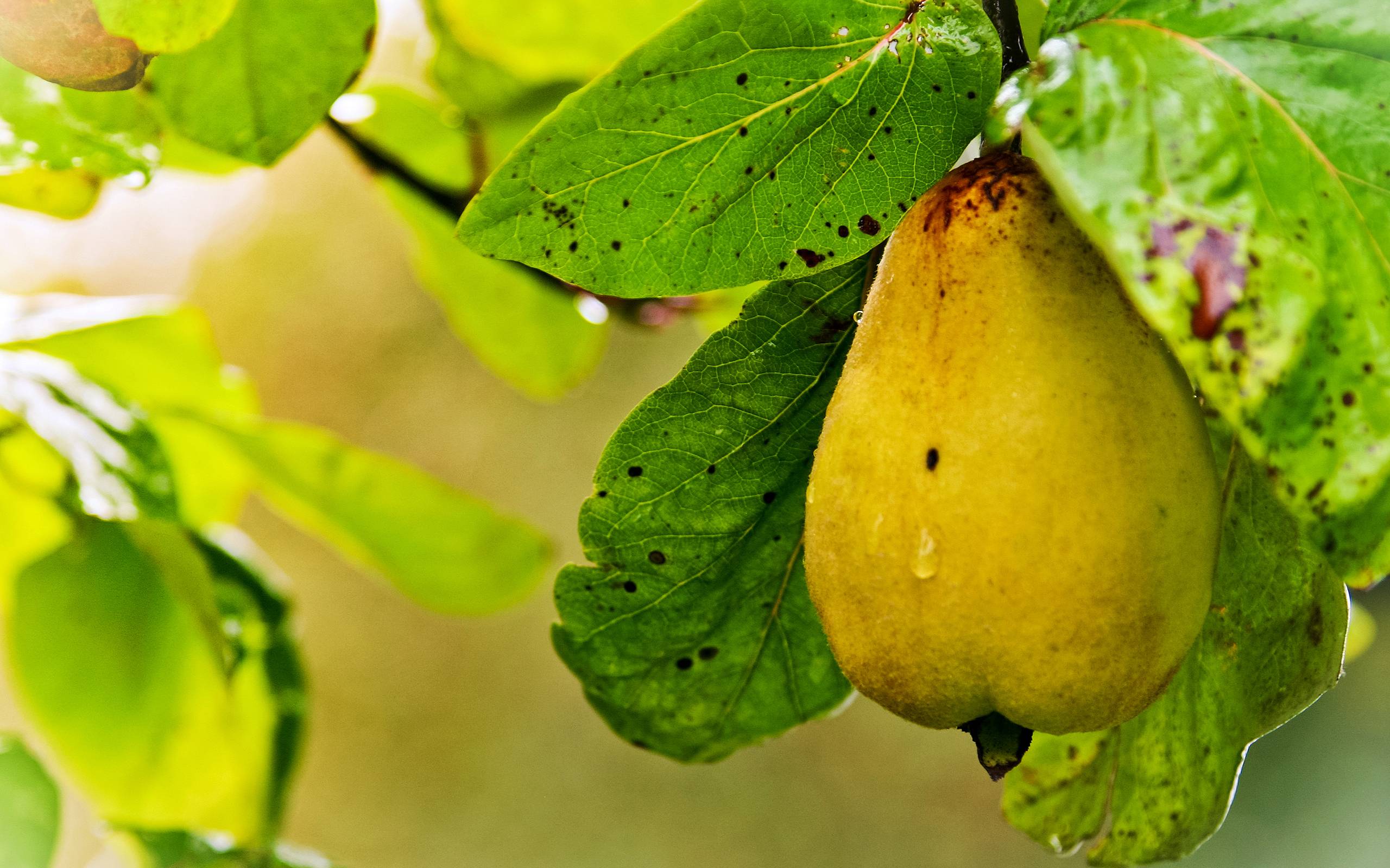 Yellow And Ripe Pear Fruit Wallpaper