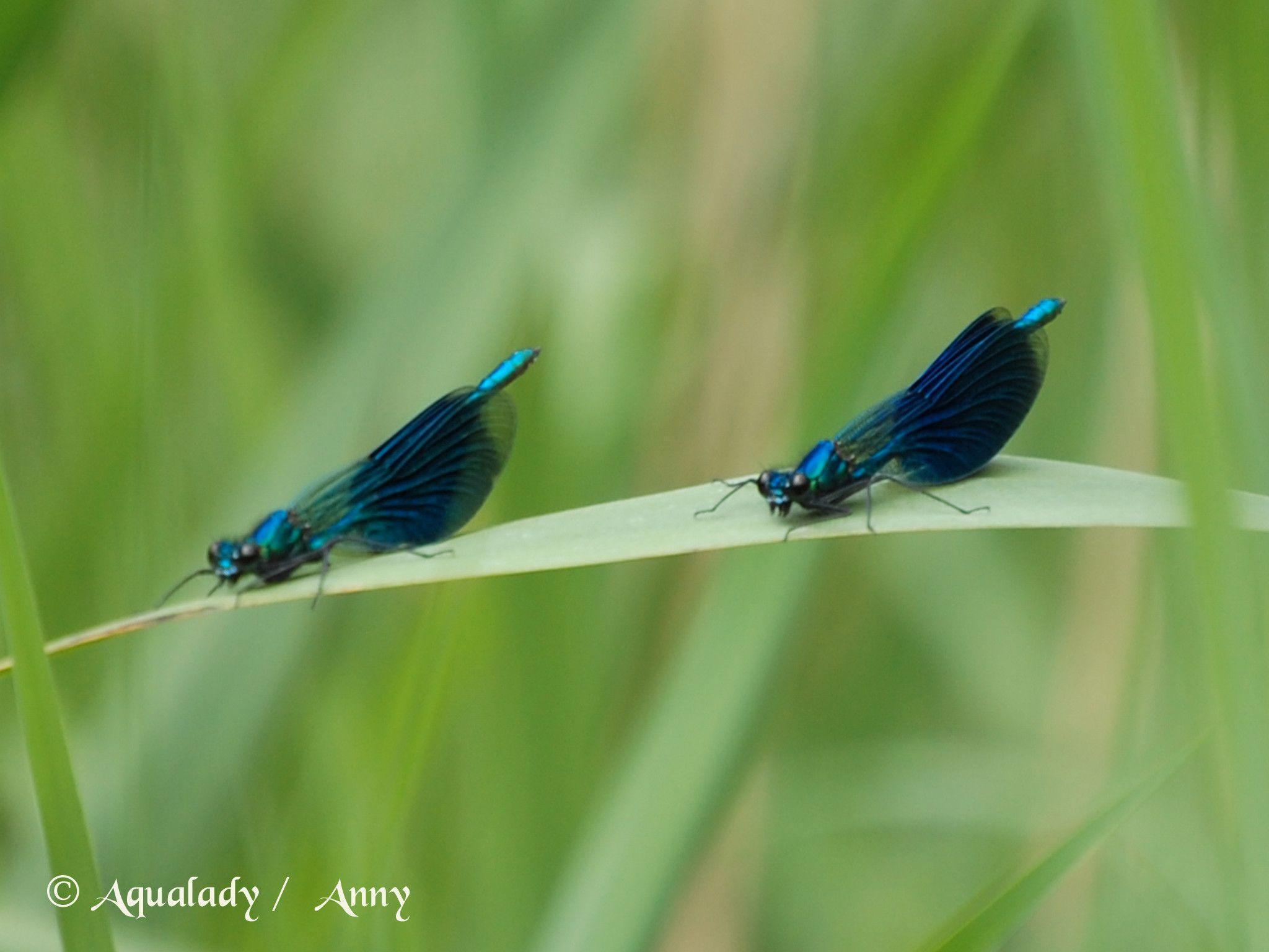 Two Dragon Fly Blue wallpaper