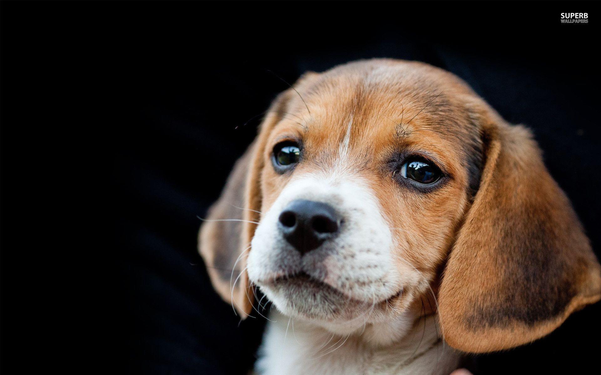 Beagle puppy wallpaper wallpaper - #