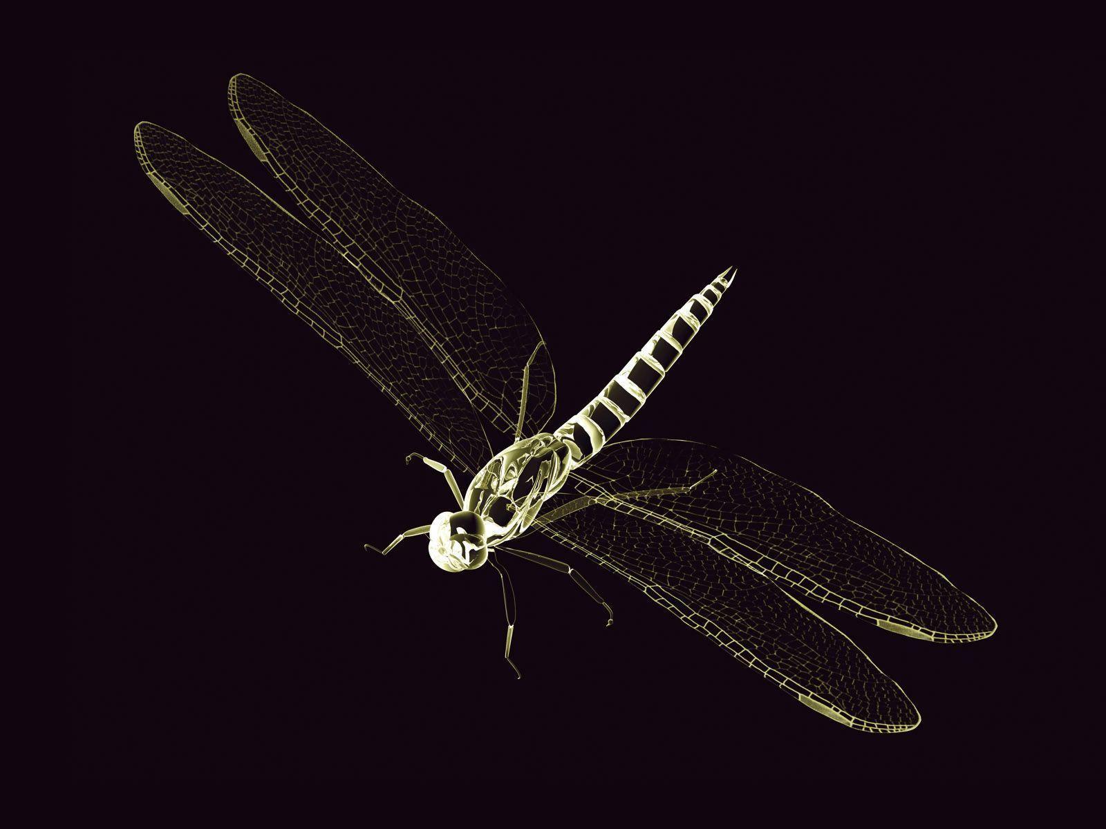 3D graphics Dragonfly wallpaper
