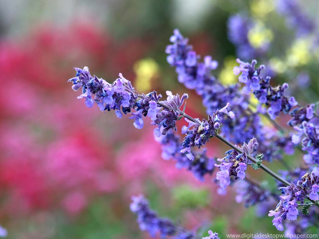 Free Flower Desktop Wallpaper and Background