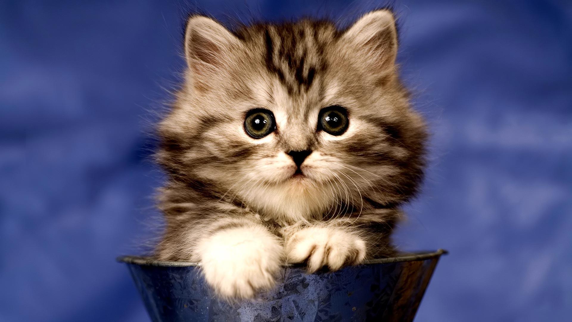 Desktop Wallpaper · Gallery · Animals · Fluffy kitten. Free