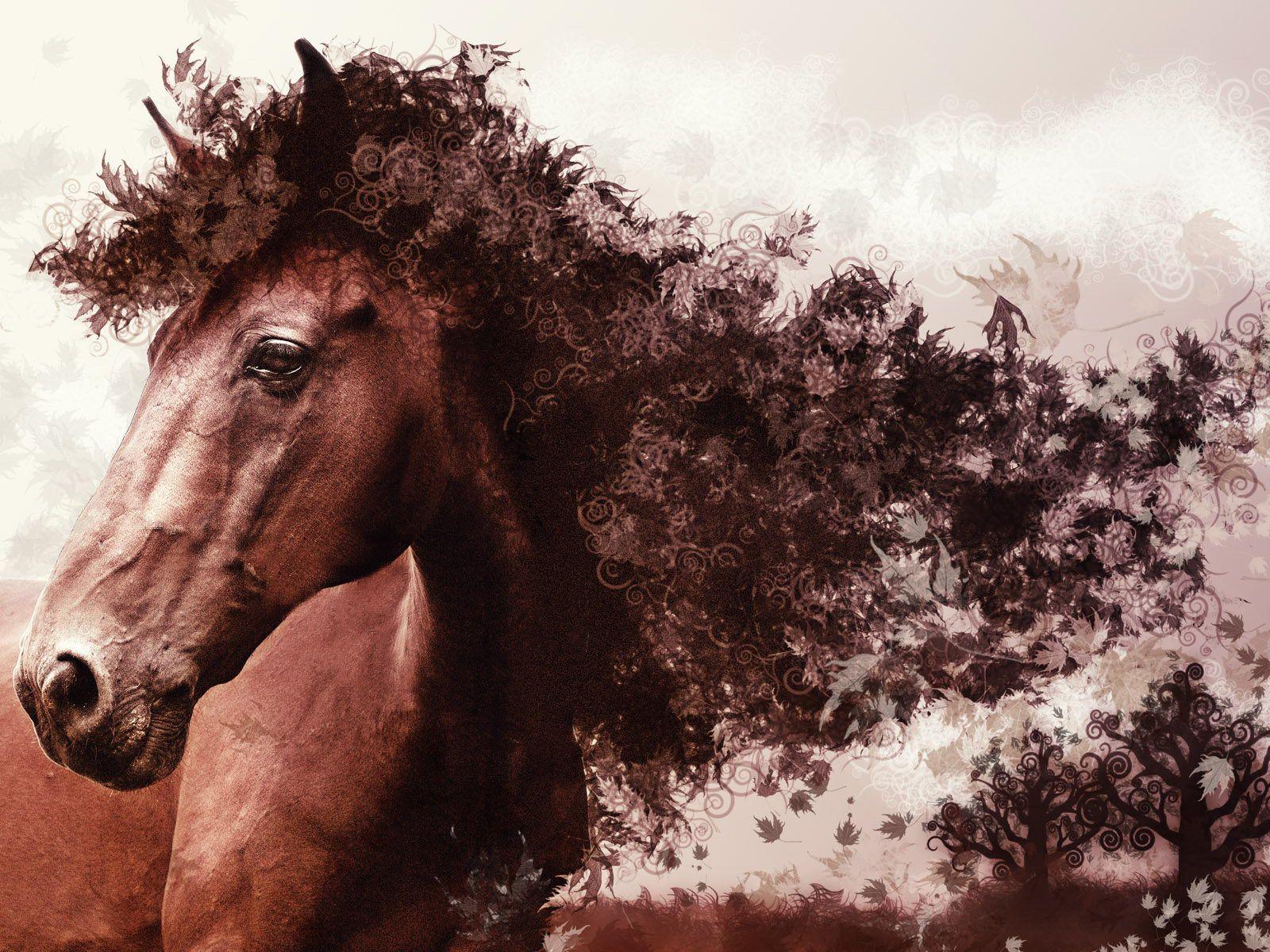 Horse Desktop Wallpaper 7