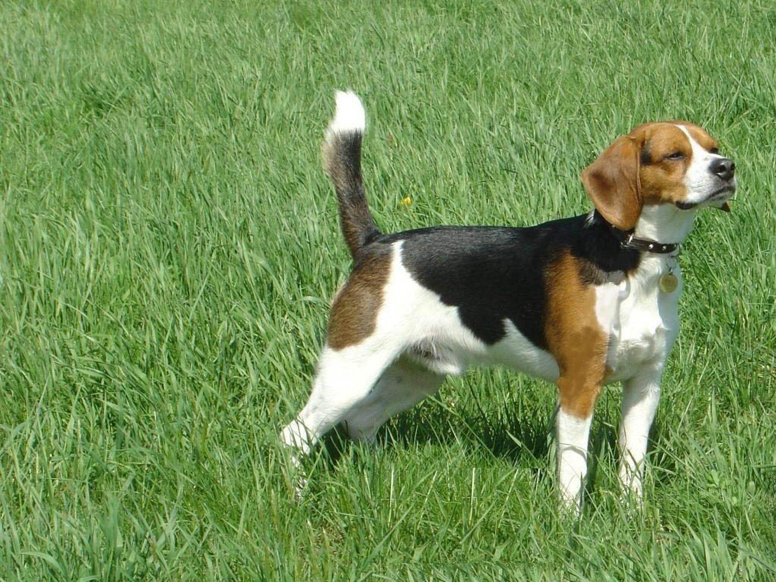 Beagle Dog Wallpapers