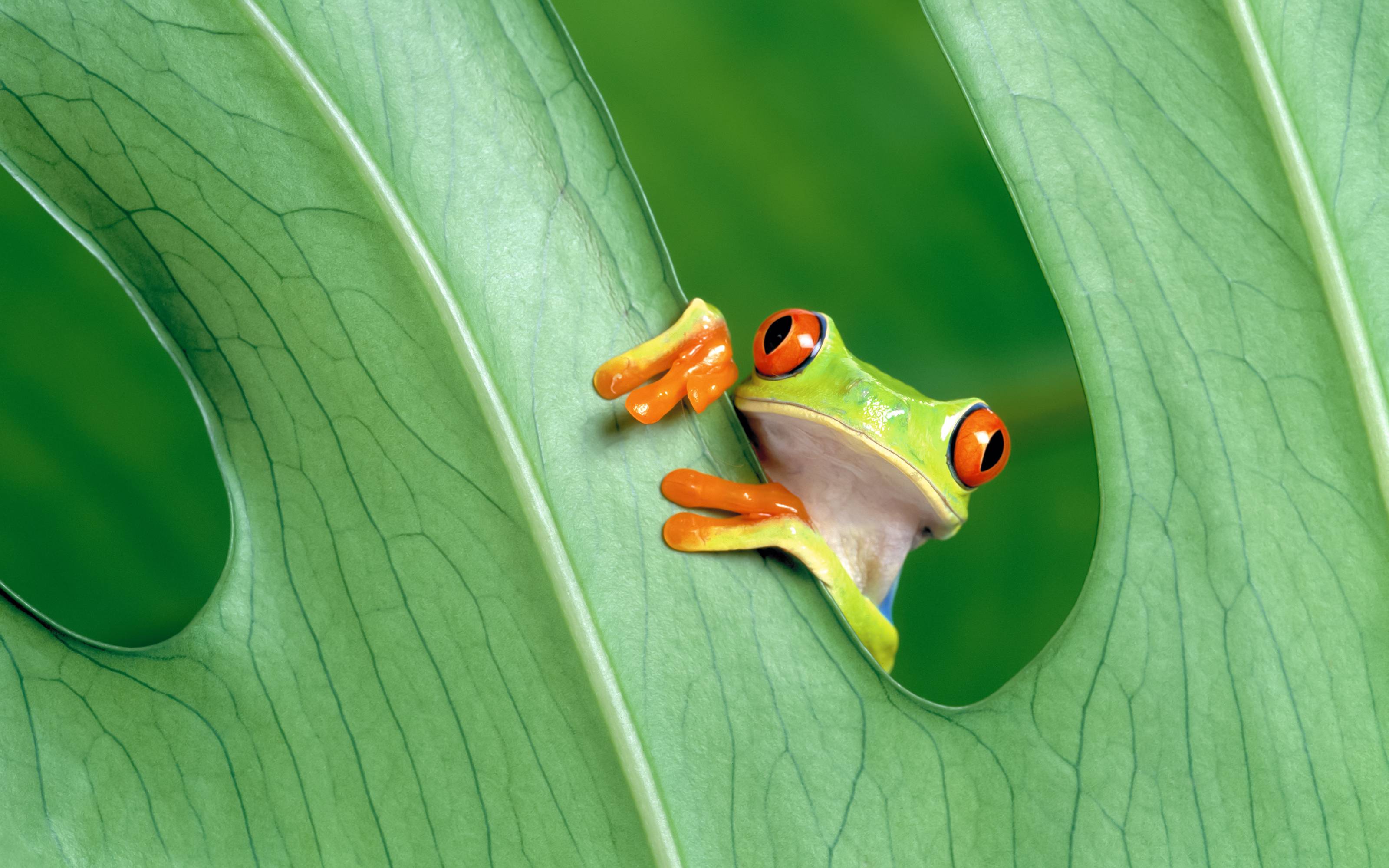 Little Frog In leave Wallpaper