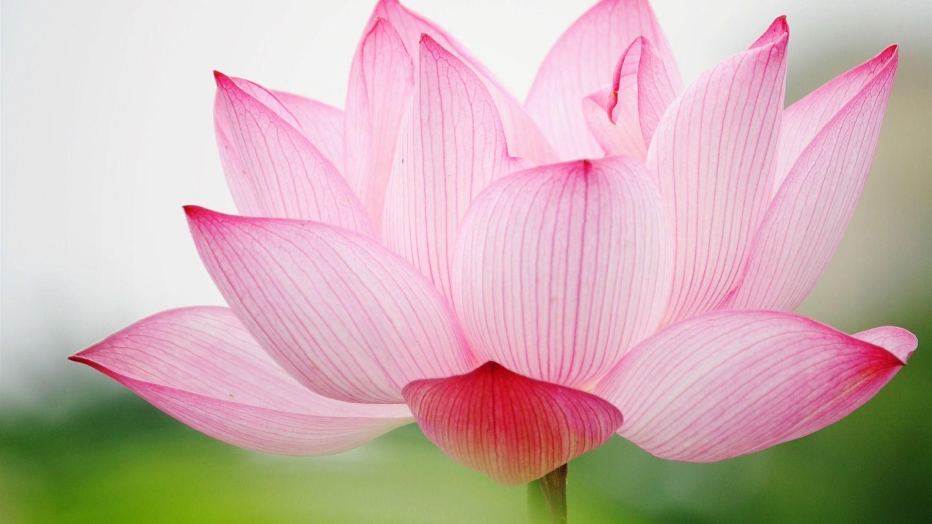 Wallpaper summer photography lotus 1920x1080 px