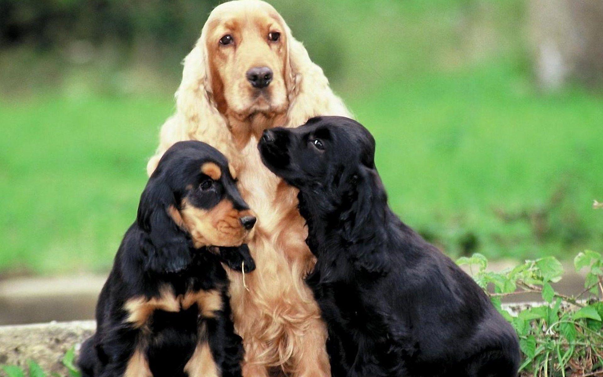 Springer Spaniel Dog Sporting Dog Breeds Online Dog 2014 Free Funny