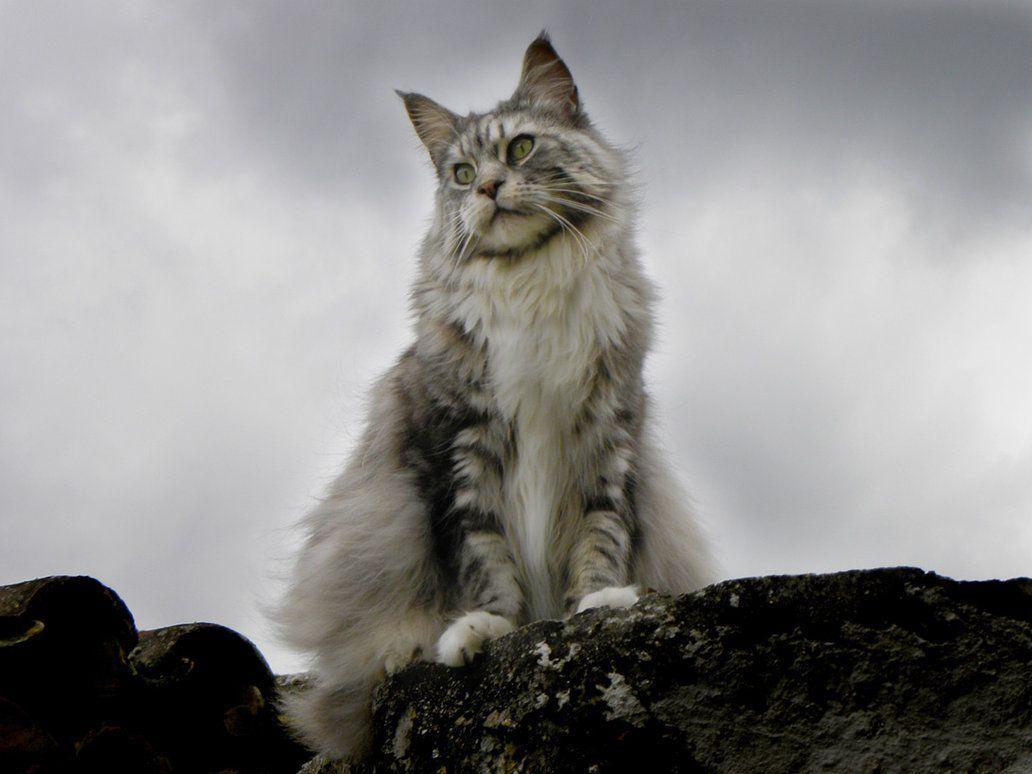 Maine Coon Cute and Docile