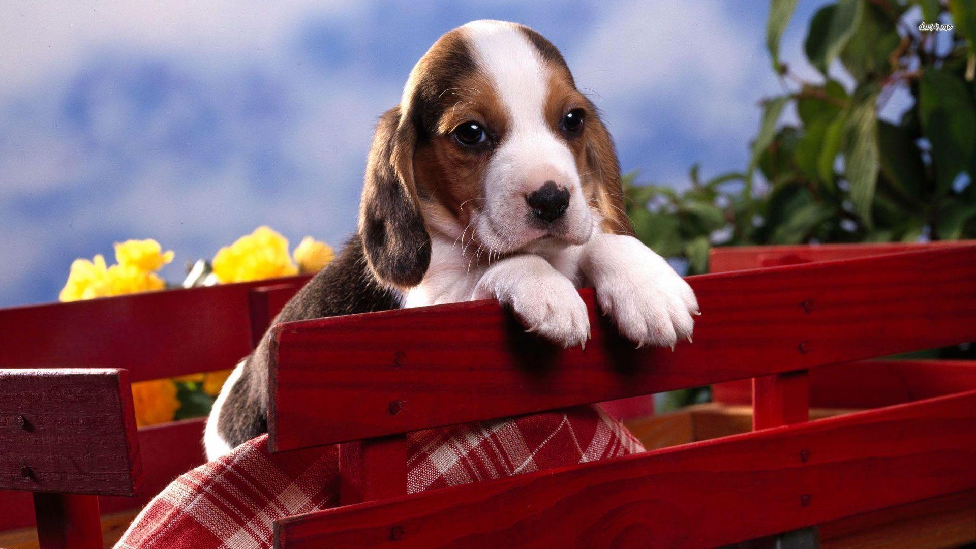 Beagle puppy wallpaper wallpaper - #