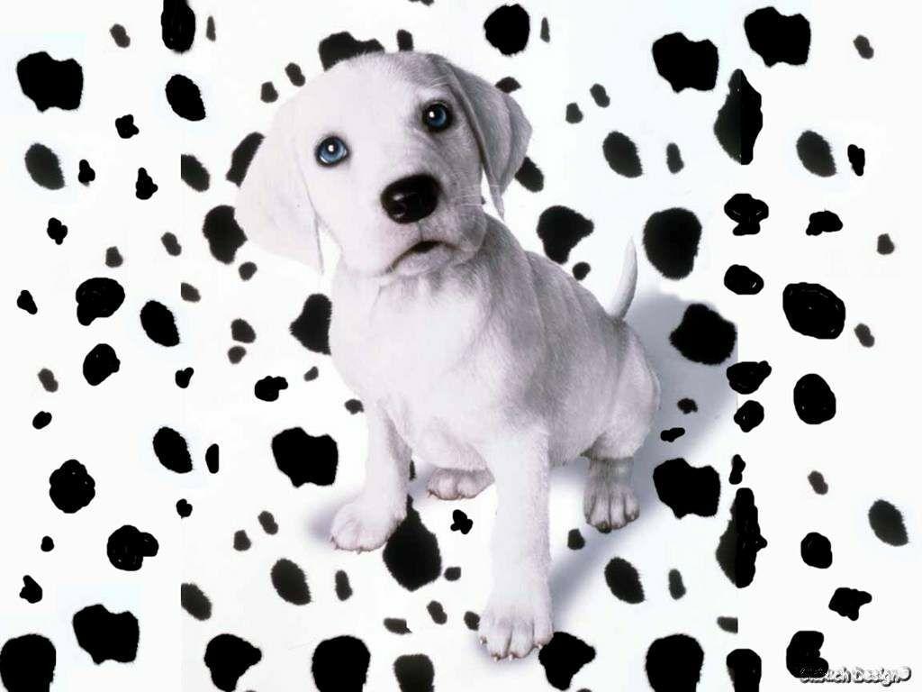 Dalmatian puppy dog free desktop background wallpaper image
