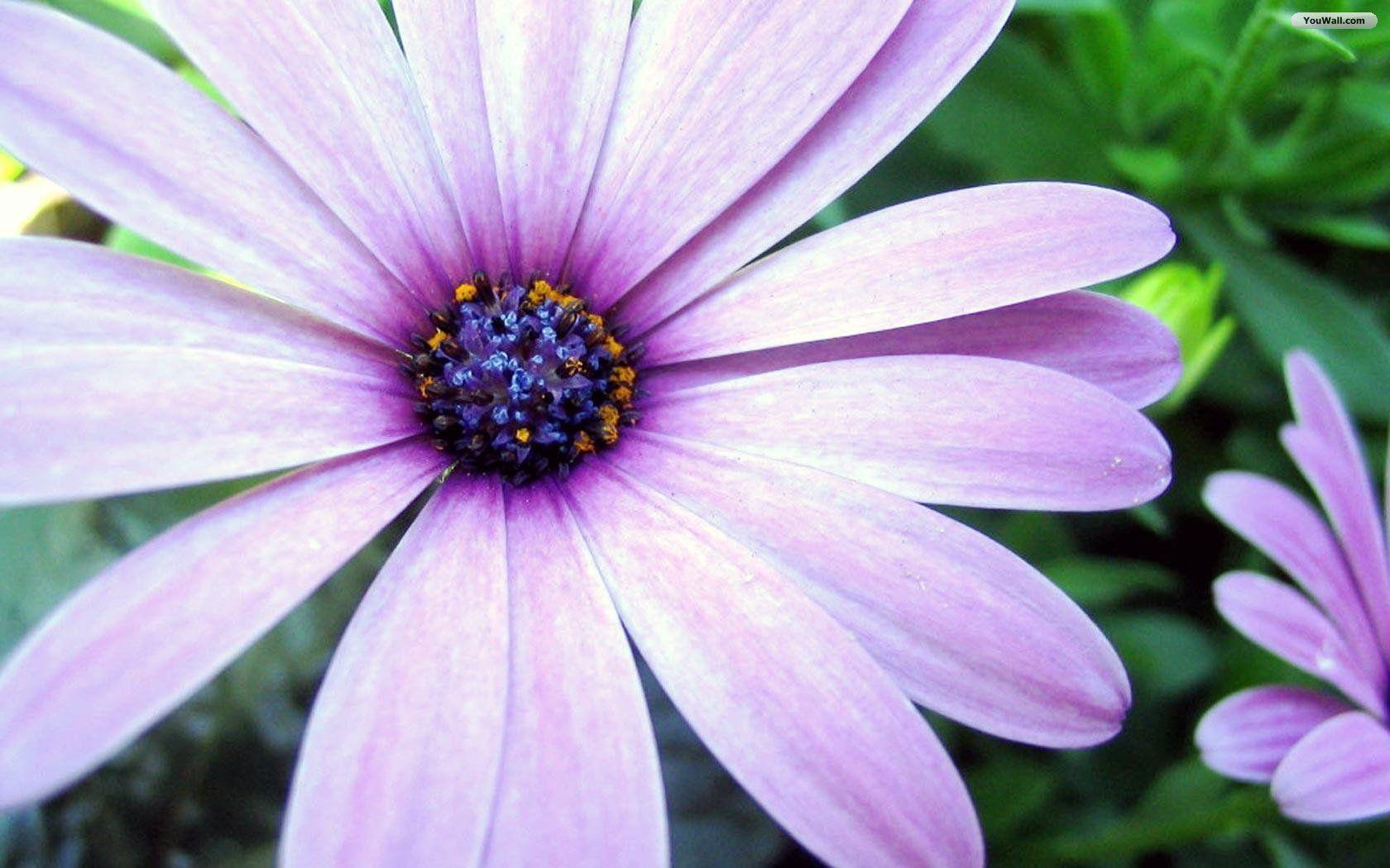 Beautiful Flowers Picture 48 Cool Wallpaper HD. HD Image Wallpaper