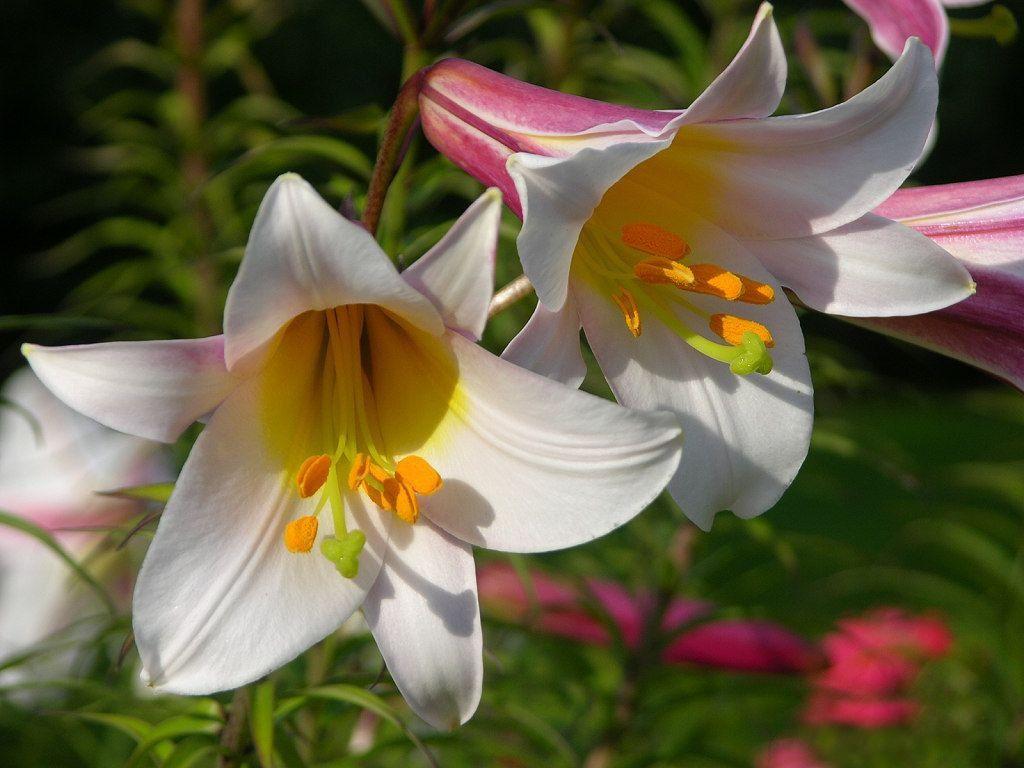 Free Online Wallpaper